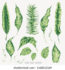 Vector set of green tropical leaves, botanical natural vintage illustration, design collection