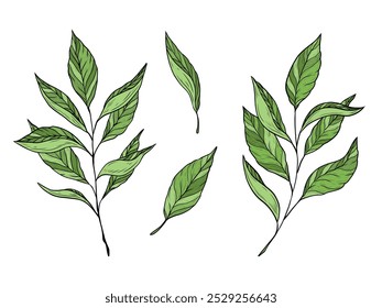 Conjunto de Vector de ramitas verdes con hojas aisladas sobre un fondo blanco. Té verde, negro y blanco, oolong. Té indio Baikhovy, bebe. Diseño y embalaje de productos de té. Gráficos a mano, dibujo de líneas.