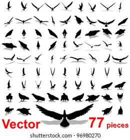 Vector set group or collection of black eagle silhouette isolated on white background for birds,animal,wildlife,symbol,,hawk,fly,flight,emblem,wild,decoration,wings,power,conceptual,falcon or insignia