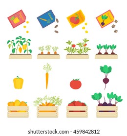 Vector Set Of Growing Vegetables: Seed Grains, Vegetable Patches And Wooden Boxes With Beetroot, Carrot, Tomato And Yellow Pepper.