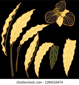 Vector set of grunge khaki tropical leaves of palm trees on the black background. Vector grunge leaves. Tropical illustration. Jungle foliage. Cool floral wallpaper