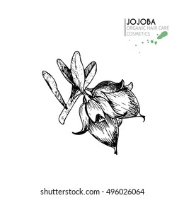 Vector set of hair care ingredients. Organic hand drawn elements. Jojoba branch of nuts. Use for cosmetic package, shop, store, products,  spa salon, wellness program, procedure, skin, hair care. 