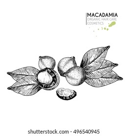 Vector set of hair care ingredients. Organic hand drawn elements. Macadamia nuts and leaves. Use for cosmetic package, shop, store, products,  spa salon, wellness program, procedure, skin, hair care. 