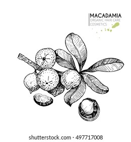 Vector set of hair care ingredients. Organic hand drawn elements. Macadamia branch and nuts. Use for cosmetic package, shop, store, products,  spa salon, wellness program, procedure, skin, hair care. 