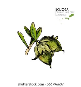 Vector set of hair care ingredients. Organic hand drawn colored elements.Jojoba branch. Use for cosmetic package, shop, store, products, spa salon, wellness program, procedure, skin, beauty