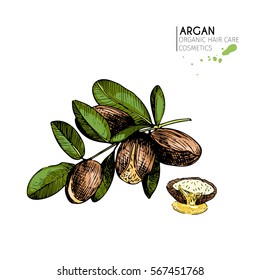Vector set of hair care ingredients. Organic hand drawn colored elements. Argan nuts branch and half. cosmetic package, shop, store, products, spa salon, wellness program, procedure, skin, beauty