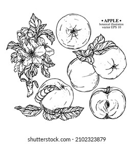 Vector set of hand darwn apple elements. Apples on a branch with leaves, apple blossom, whole and sliced apple. Botanical illustration for backdrop, cover design, wedding cards, party invitation 