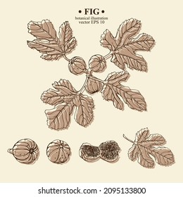 Vector Set Of Hand Darwn Fig Elements. Three Figs On A Branch With Leaves, Whole Figs, Leaf, Sliced Fig. Botanical Illustration For Backdrop, Cover Design, Wedding Cards, Party Invitation 