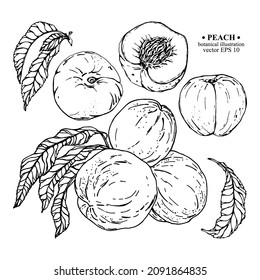 Vector set of hand darwn peach elements. Three peaches on a branch with leaves, whole peaches, leaf, sliced peach with stone. Black line art on white. Botanical illustration for backdrop, cover design
