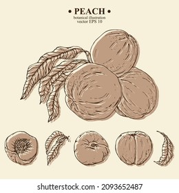 Conjunto vectorial de elementos de durazno de la mano. Tres melocotones en una rama con hojas, melocotones enteros, hojas, melocotón cortado con piedra. Arte de línea negra en blanco. Ilustración botánica para fondo, diseño de portada