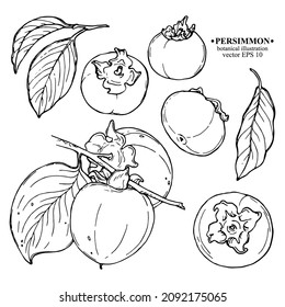 Conjunto vectorial de elementos de persimón de mano dardos. Dos persimones en una rama con hojas, persimones enteros, hoja. Arte de línea negra en blanco. Ilustración botánica para fondo, diseño de portada, tarjetas de boda, 