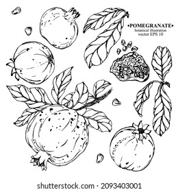 Conjunto vectorial de elementos granados de mano dardos. Pomegranato en una rama con hojas, granadas enteras, hoja, abierto granado con piedras. Arte de línea negra en blanco. Ilustración botánica para el retrovisor