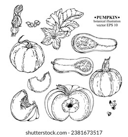 Conjunto vectorial de elementos de calabaza de mano dardos. La calabaza florece en una rama con hojas, calabaza entera y cortada. Ilustración botánica para fondo, diseño de portada, invitación de fiesta 