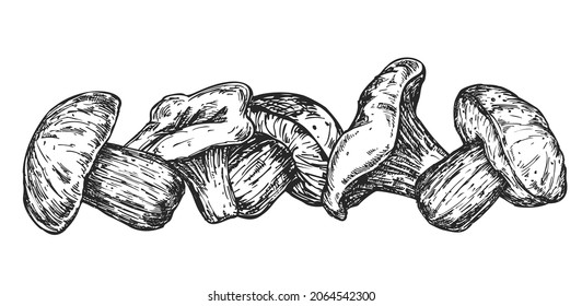Vector set of hand draw different mushrooms isolated on white background. Illustration in sketch engraved style. Design elements for branding organic healthy fresh food.