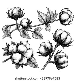 Vector set of hand draw ink cotton plant and lettering. Botanical illustrations.