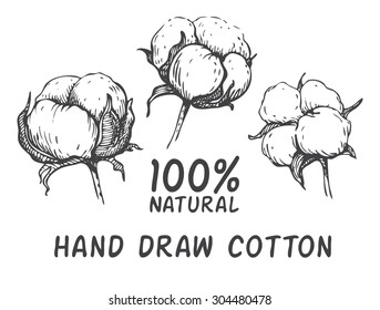 Vector set of hand draw ink cotton plant. Engraving illustration. Can be used as decor ellement for a rustic wedding or greeting cards