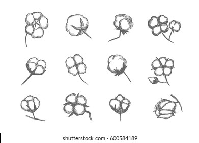 Vector set of hand draw ink cotton plant. Cotton icons illustration set. Can be used as logo, labels, stickers and emblems. Doodle branch of cotton. Sketch. 