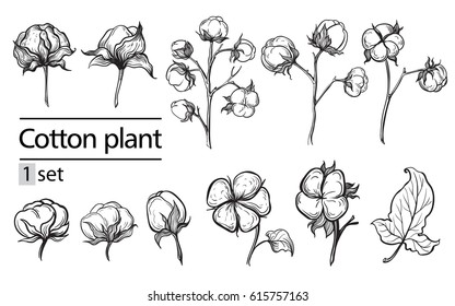 Vector set of hand draw ink cotton plant and lettering. Botanical illustrations.