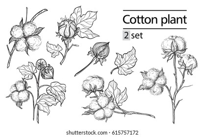 Vector Set Of Hand Draw Ink Cotton Plant And Lettering. Botanical Illustrations.