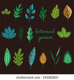 Vector set of hand drawing different leaves. Beautiful floral elements for your design. Botanical garden collection.