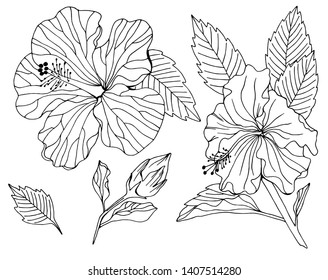 Vector set of hand drawing hibiscus flower, monochrome artistic botanical illustration, isolated floral elements for your design