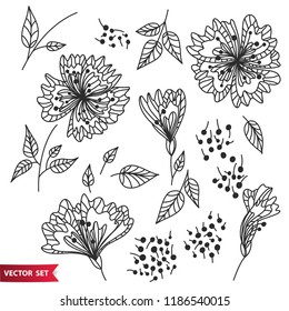 Vector set of hand drawing wild plants, herbs and flowers, monochrome artistic botanical illustration, isolated floral elements, hand drawn illustration.