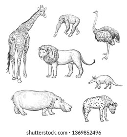 Vector set of hand drawings African animals