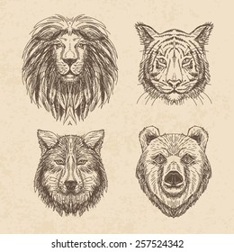 Vector set of hand drawn animal. Vintage illustration with wolf, lion, tiger and bear.