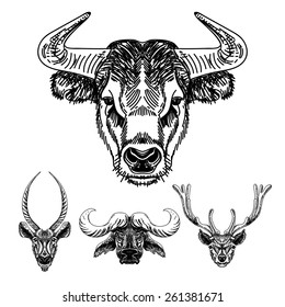 Vector set of hand drawn animal. Vintage illustration with Bulls and deer heads.
