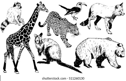 Vector set of hand drawn animal (giraffe, leopard, fox, kangaroo, bear, Ring - tailed lemur, Toucan)