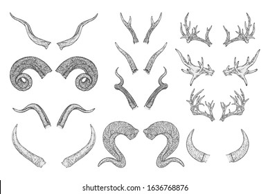 Vector set of hand drawn animals horns on white background. Sketch illustration. Monochrome image. For you design, tattoo or modern magic craft.