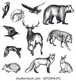 Vector set of hand drawn animals of Europe. Wolf, hedgehog, fox, bear, rabbit, squirrel etc. isolated on white background. Black and white illustration in sketch style.