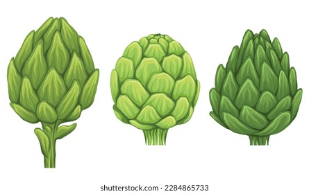 Vector set of hand drawn artichokes isolated from background. Collection of head of cabbage healthy vegetables. Natural healthy food clipart.