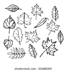 Vector set of hand drawn Autumn leaves, collection of outline leaves. Leaves isolated on white background.  Vector black Leaves in doodle style. Line Autumn leaves set.