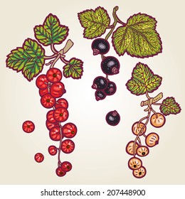 Vector set of hand drawn berries -black currant, red currant, white currant.