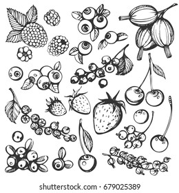 Vector set of hand drawn berries.