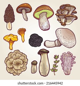 Vector set of hand drawn best edible mushrooms- morel, shiitake, cep, oyster, portobello, enokitake,  chanterelle, king trumpet, Maitake, truffle.