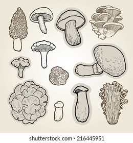 Vector set of hand drawn best edible mushrooms- morel, shiitake, cep, oyster, portobello, enokitake,  chanterelle, king trumpet, Maitake, truffle.