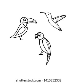 Vector set of hand drawn birds such as parrot, toucan and colibri.