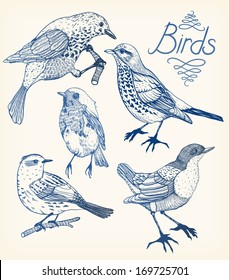 vector set of hand drawn birds