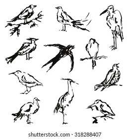 Vector set of hand drawn birds. 