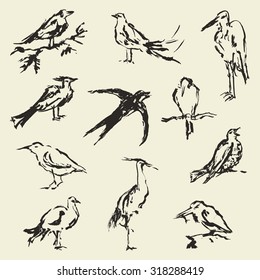 Vector set of hand drawn birds. 