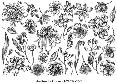 Vector set of hand drawn black and white japanese chrysanthemum, blackberry lily, eucalyptus flower, anemone, iris japonica, sakura