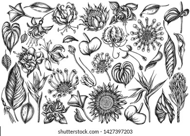 Vector set of hand drawn black and white african daisies, fuchsia, gloriosa, king protea, anthurium, strelitzia