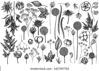 Vector set of hand drawn black and white astilbe, craspedia, blue eryngo, lagurus, cotton, gypsophila