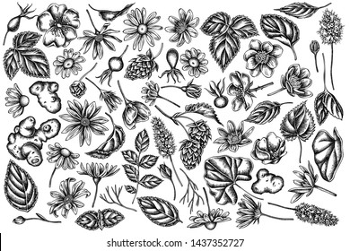 Vector set of hand drawn black and white celandine, chamomile, dog rose, hop, jerusalem artichoke, peppermint