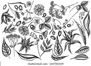 Vector set of hand drawn black and white aloe, calendula, lily of the valley, nettle, strawberry, valerian