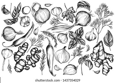 Vector set of hand drawn black and white onion, garlic, pepper, greenery, ginger, basil, rosemary