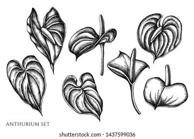 Vector set of hand drawn black and white anthurium