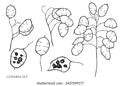 Vector set of hand drawn black and white lunaria